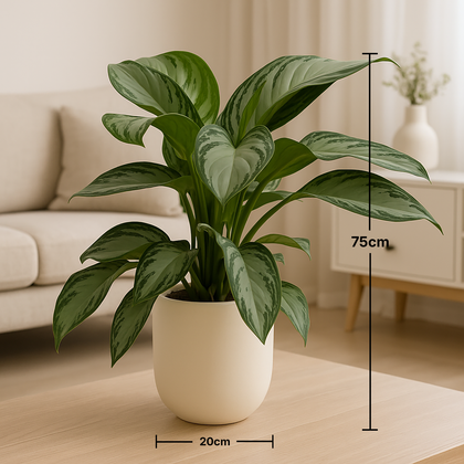 Emerald Glow Indoor Plant