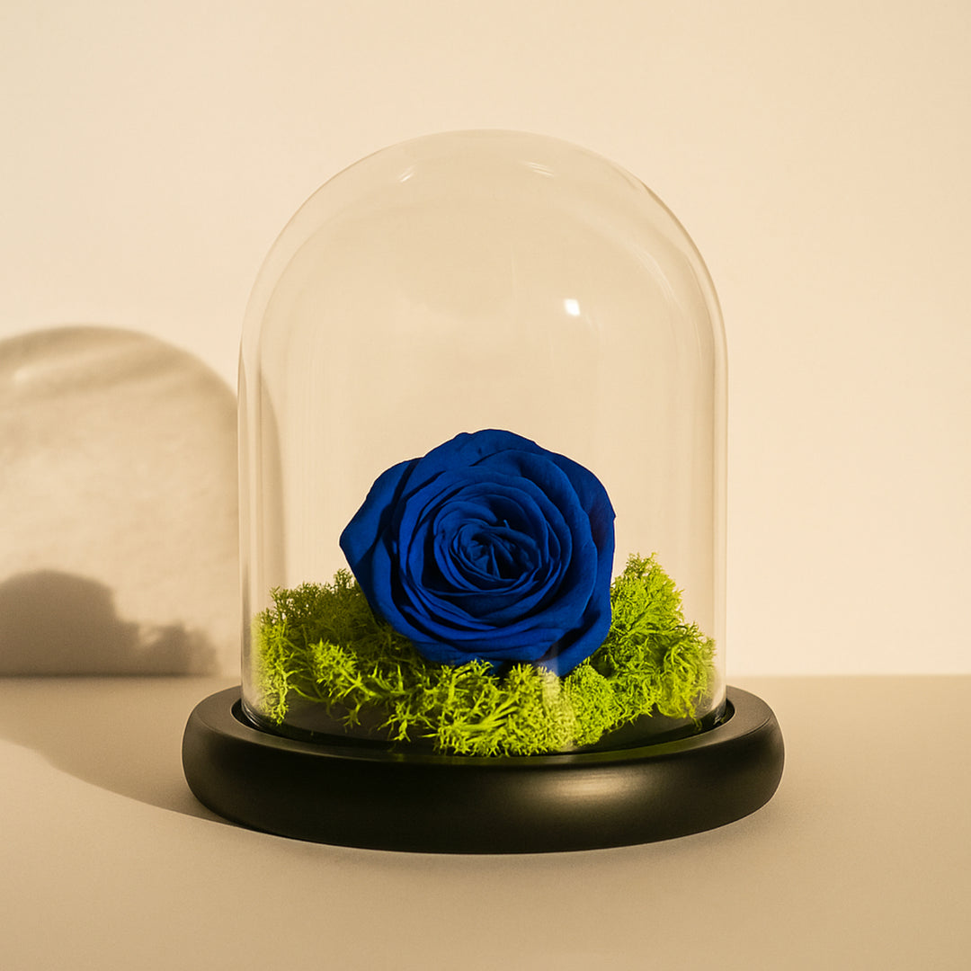 وردة زرقاء محفوظة أنيقة في قبة زجاجية