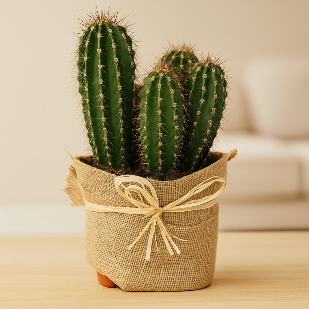 Elegant Cactus in Jute Wrapped Pot – Perfect for Home Décor