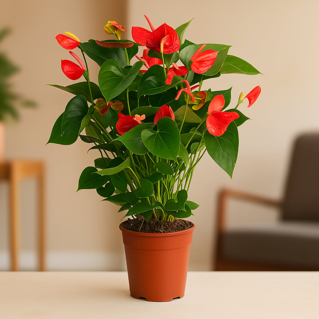 نبات أنثوريوم أحمر نابض بالحياة – أناقة داخلية مثالية