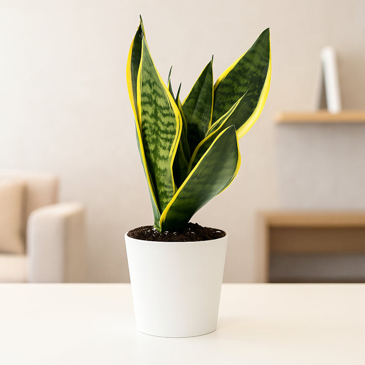 Elegant Sansevieria Golden Hani Plant in Decorative Pot