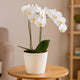 Elegant White Phalaenopsis Orchid Plant - Symbol of Peace and Harmony