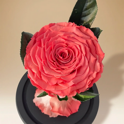 أناقة أبدية: وردة بيضاء محفوظة في قبة زجاجية