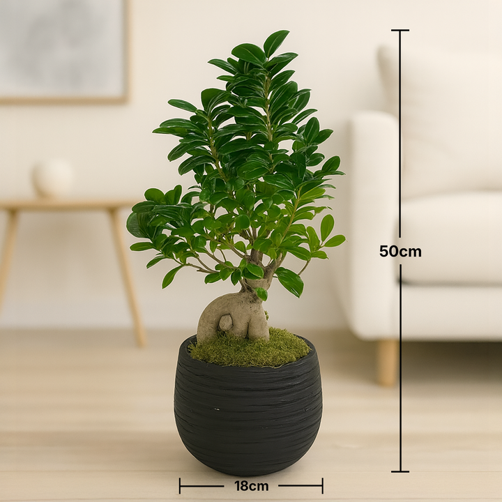 Elegant Ficus Ginseng Bonsai in Stylish Black Pot