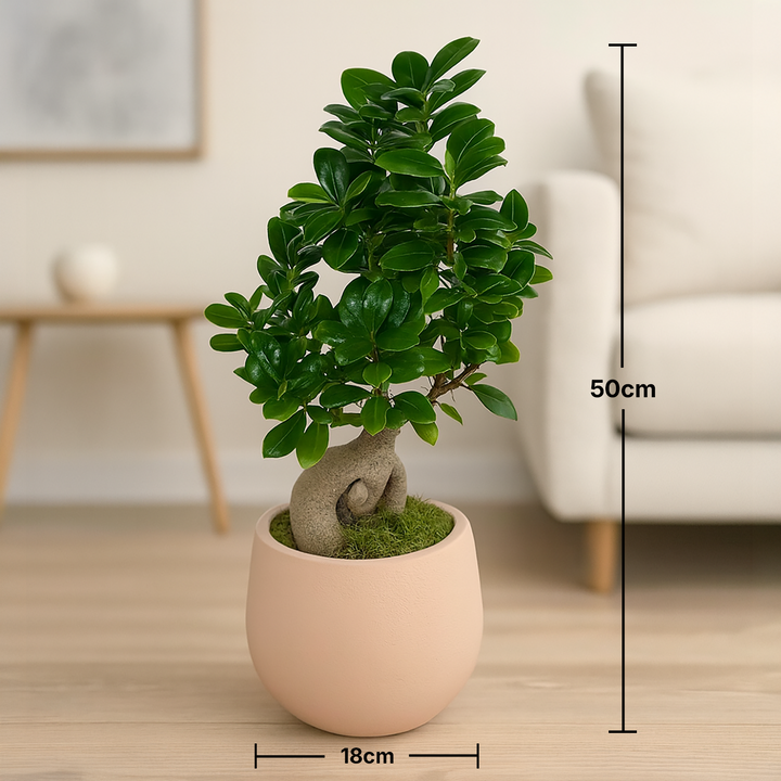 Exquisite Living Sculpture: Ficus Bonsai with Handmade Beige Vase