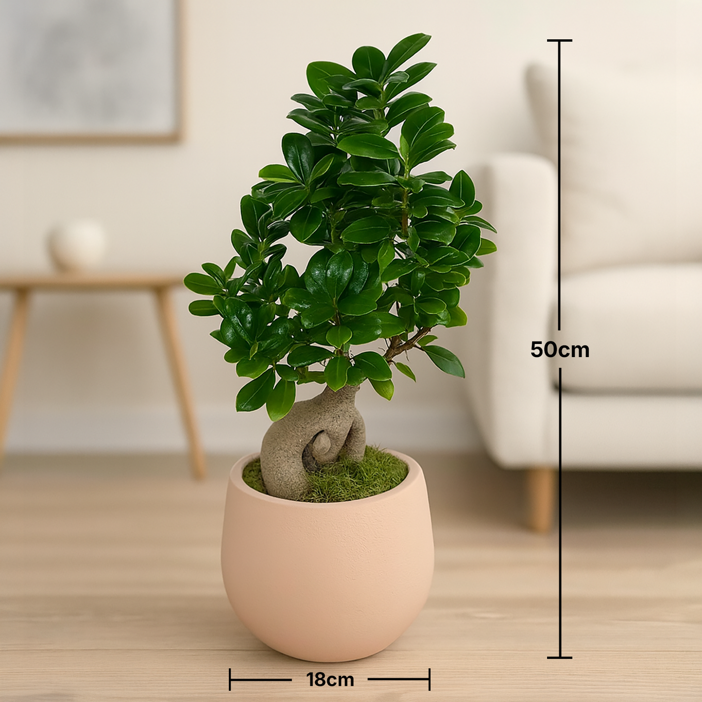 Exquisite Living Sculpture: Ficus Bonsai with Handmade Beige Vase