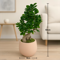 Exquisite Living Sculpture: Ficus Bonsai with Handmade Beige Vase