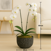 Elegant White Orchid in a Stylish Textured Black Pot