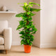 Vibrant Epipremnum Pin Moss Stick Plant – 80cm Tall with 19cm Pot