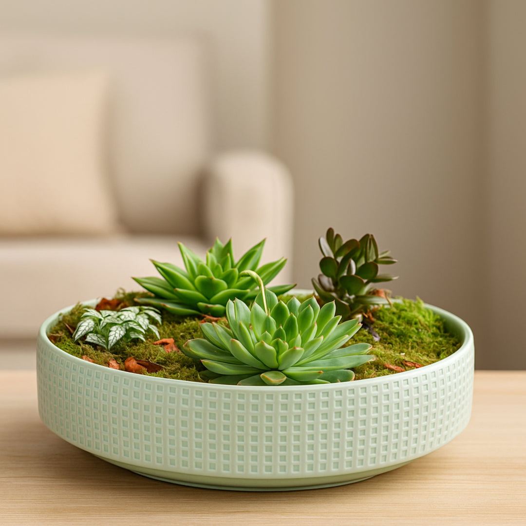 Exquisite Ramadan Assorted Plant Gift Set