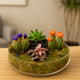 Elegant Ramadan Succulent and Cactus Gift Tray