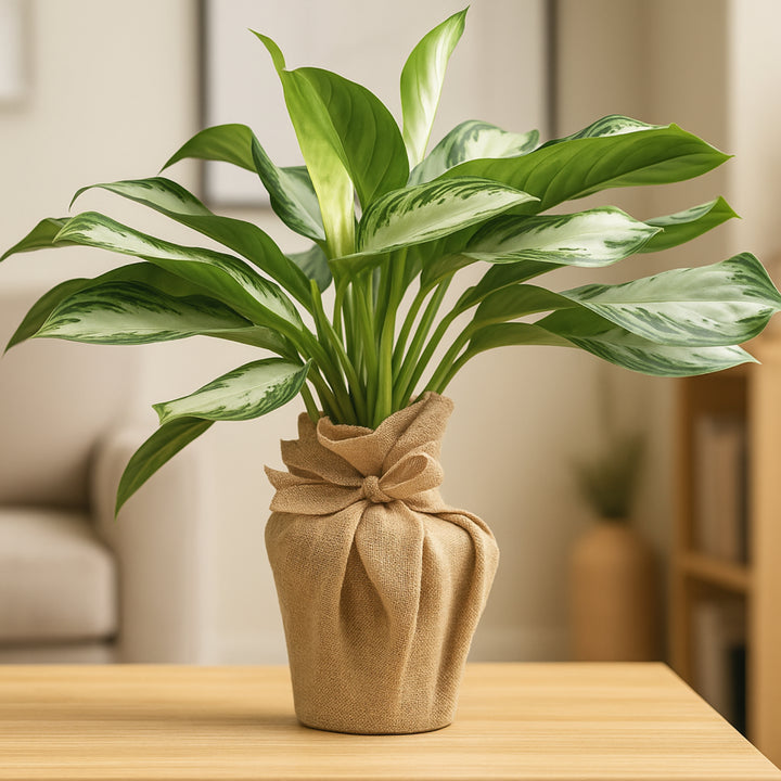 Aglaonema Silver Bay in Eco-Friendly Jute Pot - Perfect Indoor Greenery