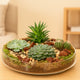 Elegant Succulent Plants in a Decorative Glass Tray for Home Decor