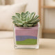 Elegant Echeveria Plant in a Decorative Square Glass Jar