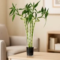 Elegant Bamboo Sticks in a Modern Glass Vase