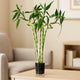 Elegant Bamboo Sticks in a Modern Glass Vase