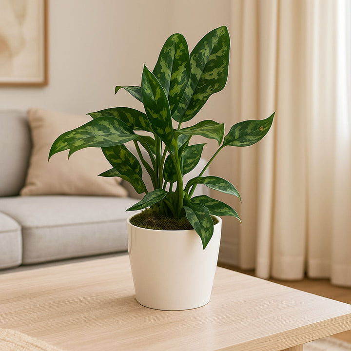 Elegant Aglaonema Maria in Marble Finish White Cement Pot