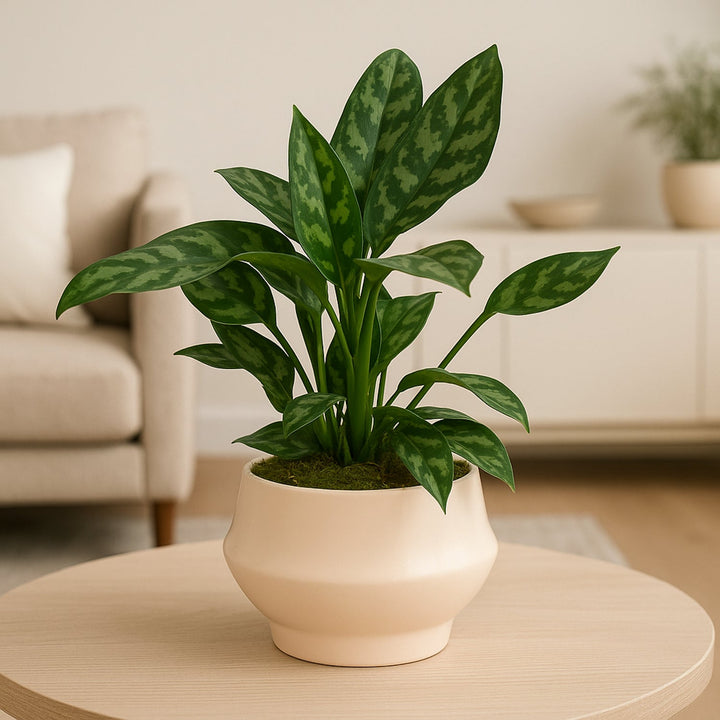 Aglaonema Maria Plant in Stylish Rose Pot - Elegant Indoor Decor