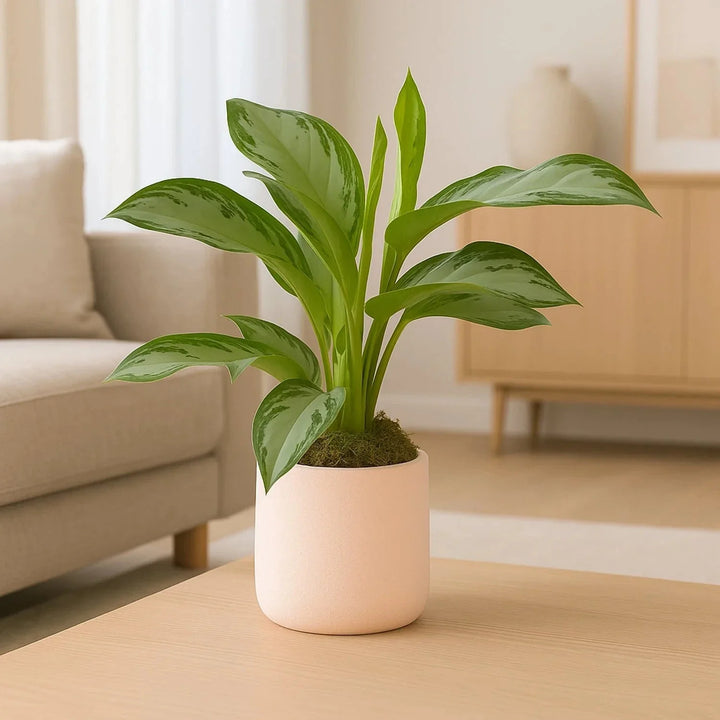 أجلونيما سيلفر باي الأنيقة في وعاء دائري وردي أنيق