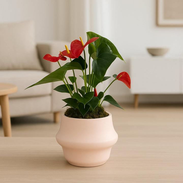 Elegant Anthurium Red in Stylish Handmade Rose Pot