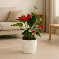 Anthurium Red Potted in Marble Pot