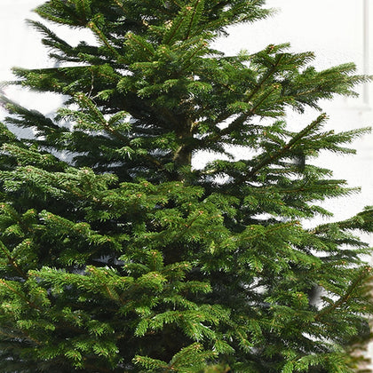 Deluxe 6-Foot Artificial Christmas Tree - Lush and Realistic