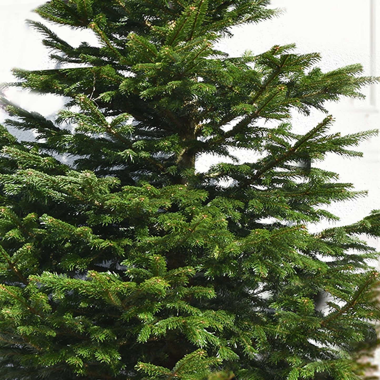 Deluxe 6-Foot Artificial Christmas Tree - Lush and Realistic