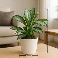 أجالونيما سيلفر باي رائعة في وعاء بنقشة رخامية أنيقة