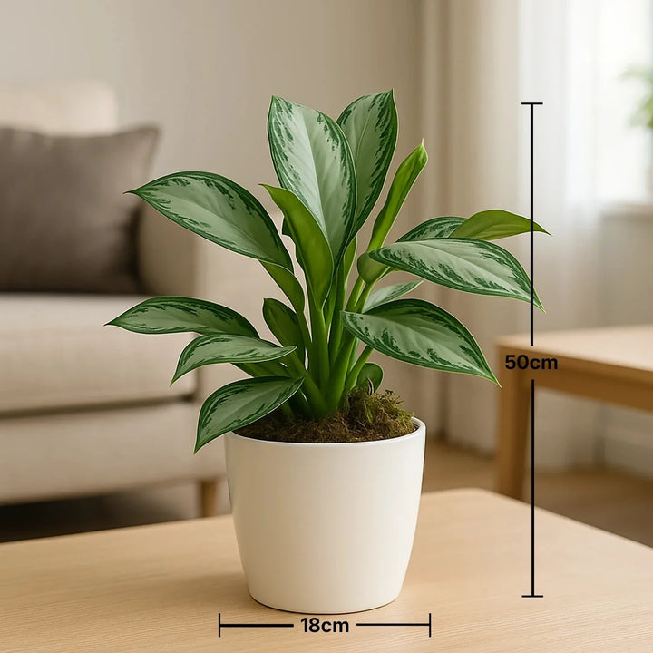 أجالونيما سيلفر باي رائعة في وعاء بنقشة رخامية أنيقة