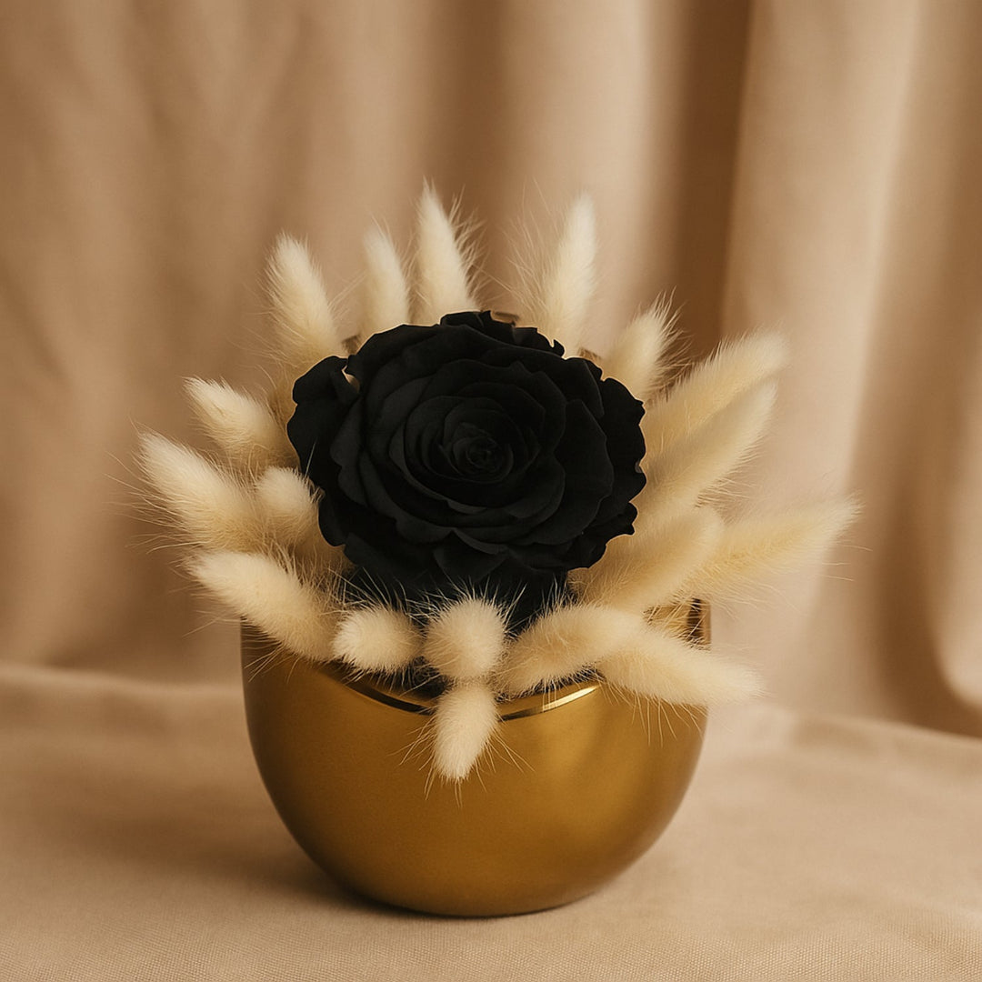 وردة سوداء خالدة أنيقة في مزهرية ذهبية مع لاغاروس أبيض