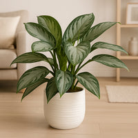 Elegant Chinese Evergreen Potted Plant in Stylish White Vase