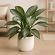 Elegant Chinese Evergreen Potted Plant in Stylish White Vase