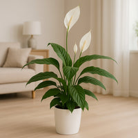 Classic Peace Lily Houseplant