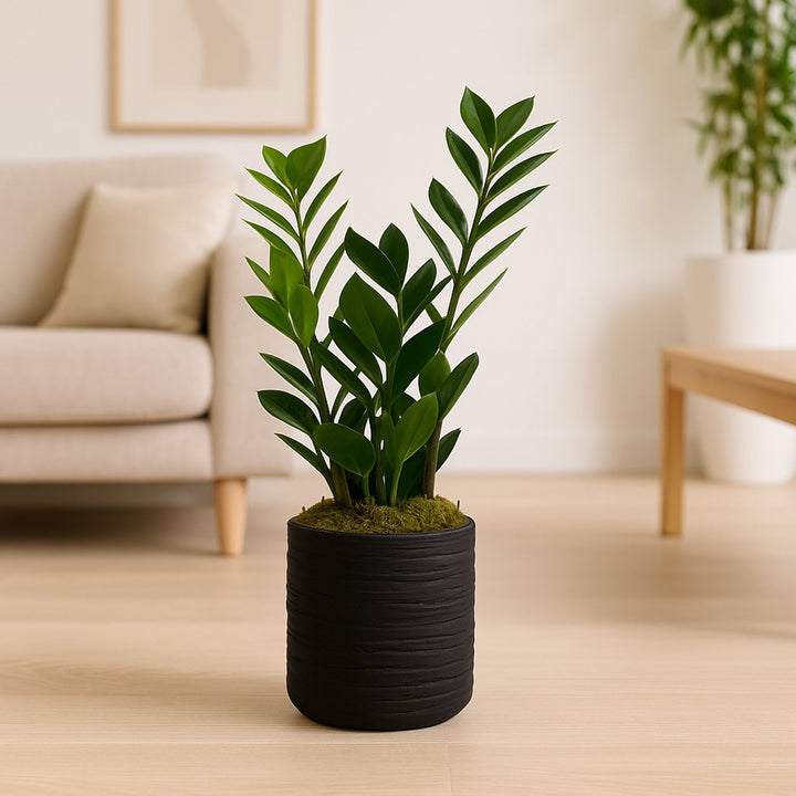 Elegant ZZ Plant in a Stylish Black Pot - Perfect for Modern Interiors