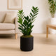 Elegant ZZ Plant in a Stylish Black Pot - Perfect for Modern Interiors