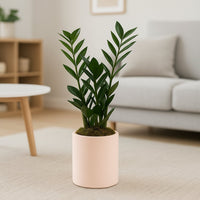 Elegant Zamioculcas ZZ Plant in a Chic Pastel Rose Planter