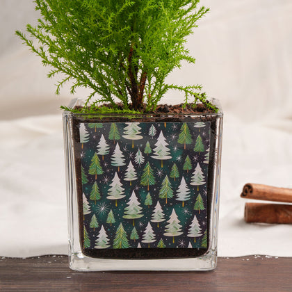 Cupresses Plant and Marble Cake Combo