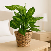Decorative Dumb Cane