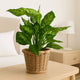 Decorative Dumb Cane