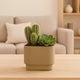 Desert Harmony: Elegant Cactus & Succulent Duo in Stylish Coffee Pot