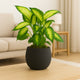 Dieffenbachia in Modern Black Pot