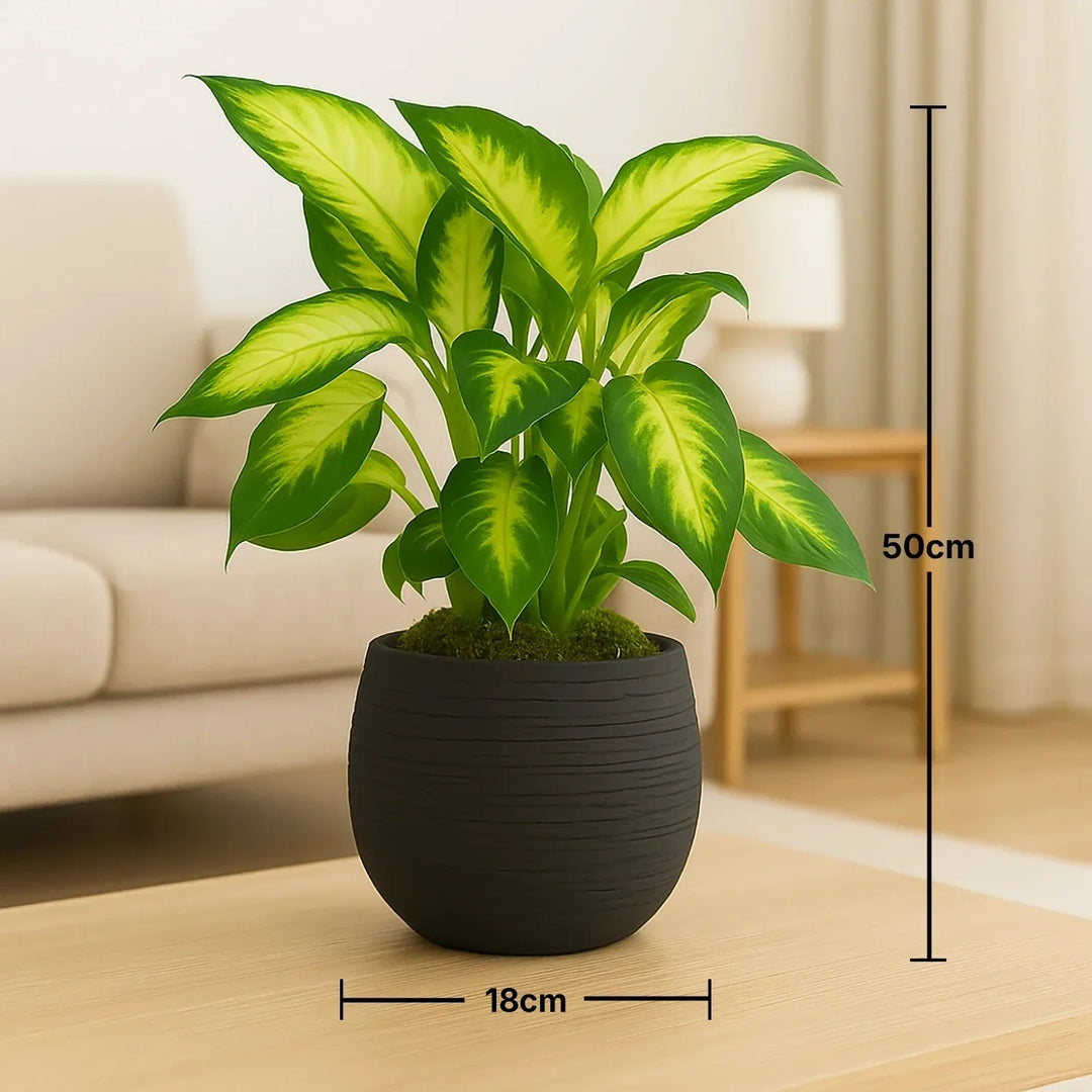 نبات الديفنباخيا الأنيق في وعاء أسود عصري