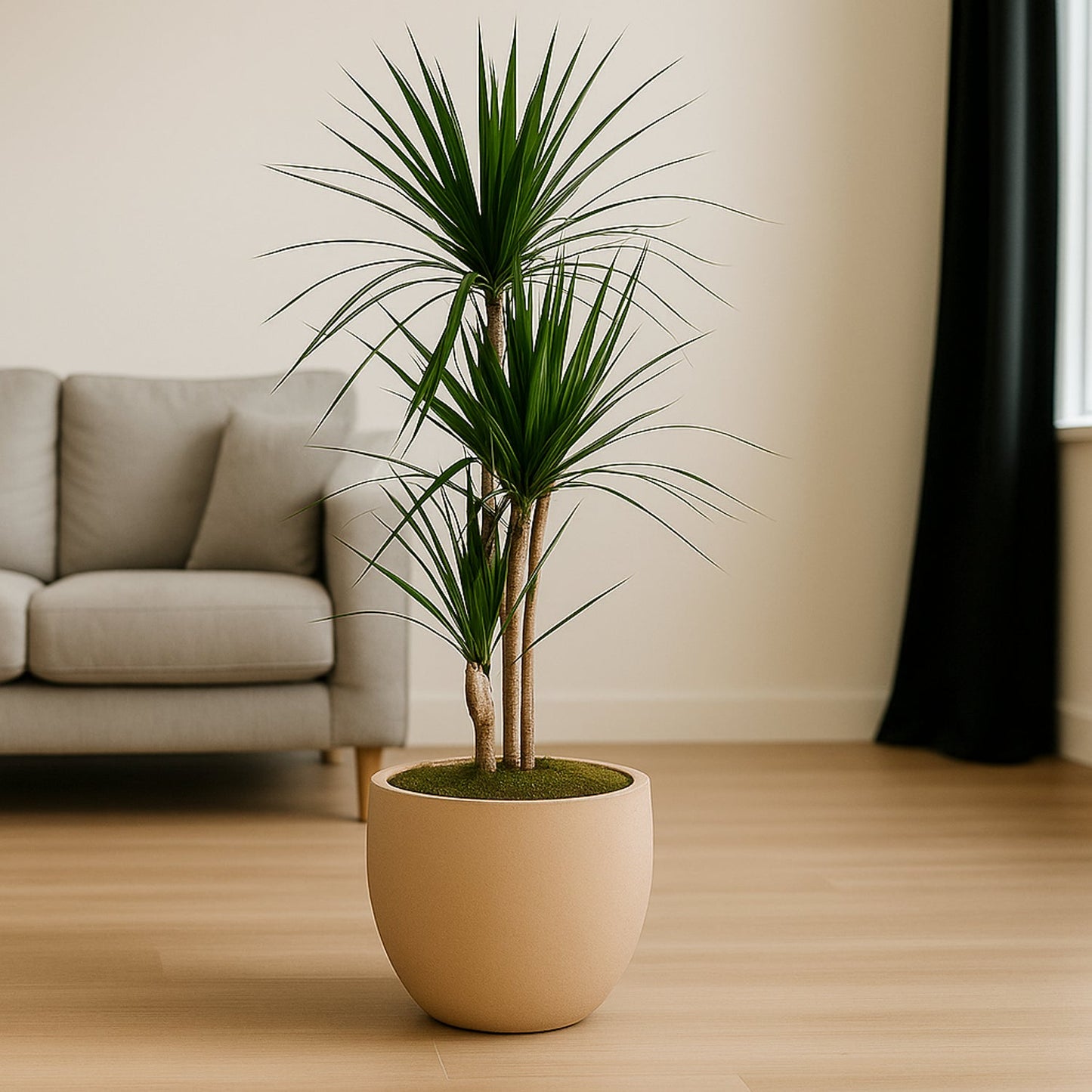 Elegant Dracaena Marginata in Matte Beige Round Pot - 100cm Tall with 3 Branches