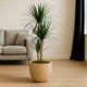 Elegant Dracaena Marginata in Matte Beige Round Pot - 100cm Tall with 3 Branches