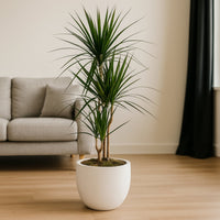 Elegant Dracaena Marginata in Stylish White Cement Pot