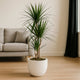 Elegant Dracaena Marginata in Stylish White Cement Pot