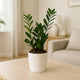 Elegant ZZ Plant in White Marble Finish Pot - Easy Care Houseplant