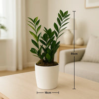 نبات ZZ الأنيق في وعاء بلمسة نهائية من الرخام الأبيض - سهل العناية