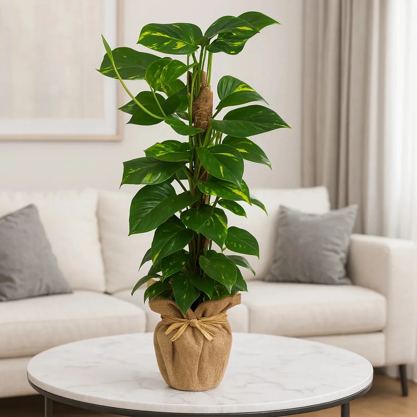 نبات إبيبرمنوم موسستوك الفاخر في وعاء ملفوف بالخيش الأنيق