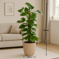 إبيبرمنوم موسستوك أنيق في أصيص بيج أنيق